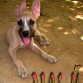 las primeras fotografias de mi perrita